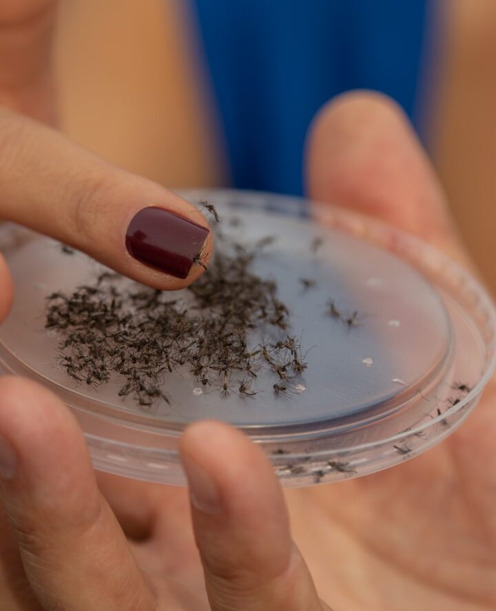 Forrest Innovationsâ€™ sterile male mosquitos. Photo: courtesy