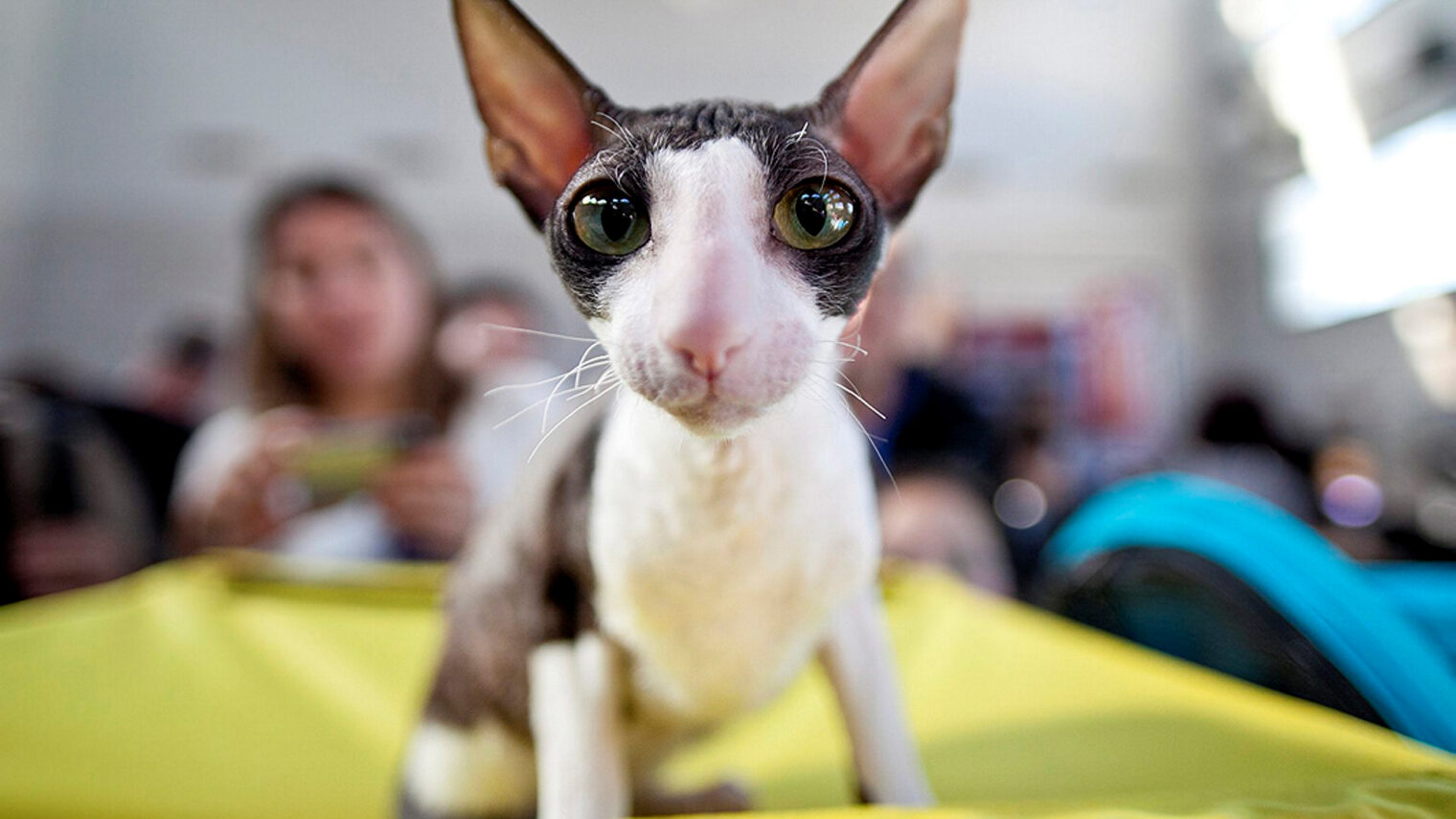 One of the cats competing in the Royal International Exhibition held in Holon. Photo by Dima Vazinovich/FLASH90