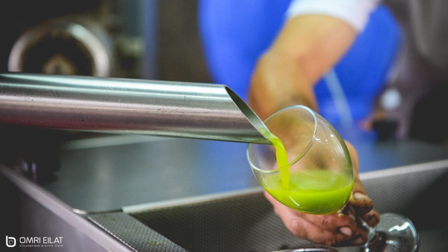 Extra-virgin olive oil being produced at Galili. Photo by Omri Eilat