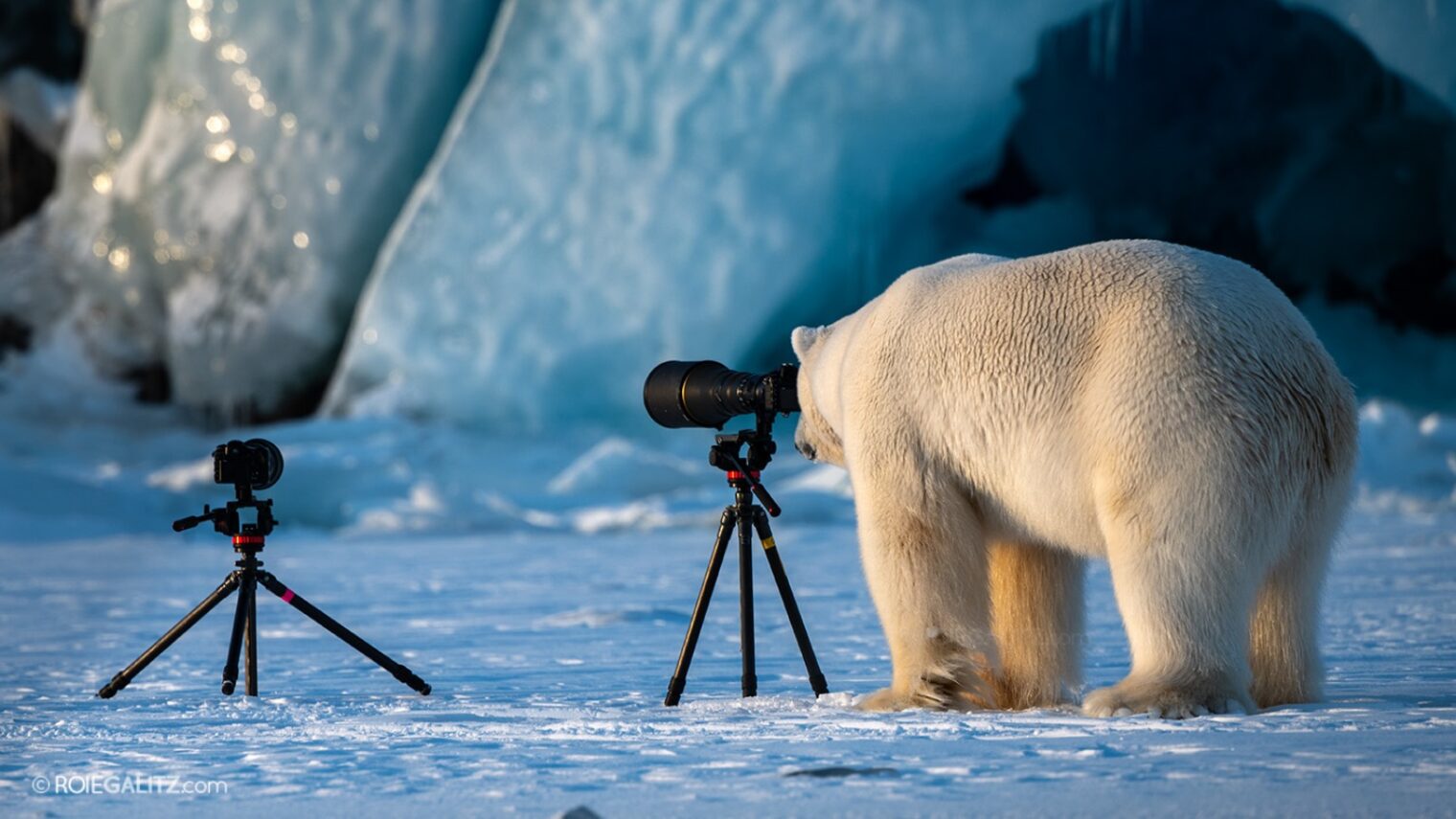 “Wildlife PhotograBear” by Roie Galitz was “highly commended” in the 2018 Comedy Wildlife Photography Awards. Photo courtesy of Roie Galitz
