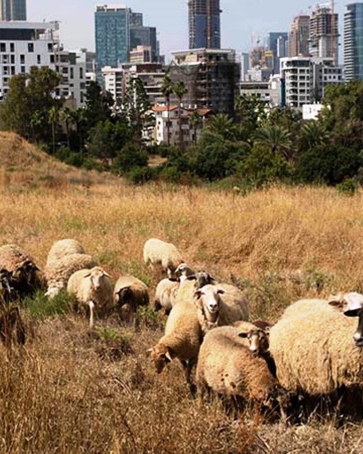 Sheep grazing in Tel Aviv's Yarkon Park. Photo by Amit Sha'al