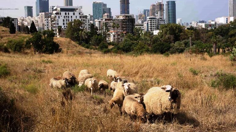 Sheep grazing in Tel Aviv's Yarkon Park. Photo by Amit Sha'al