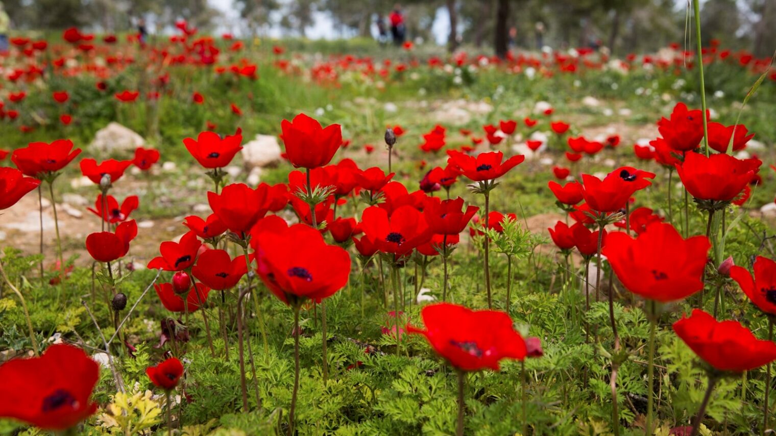 Anemones in southern Israel. Photo by Nati Shohat/Flash90