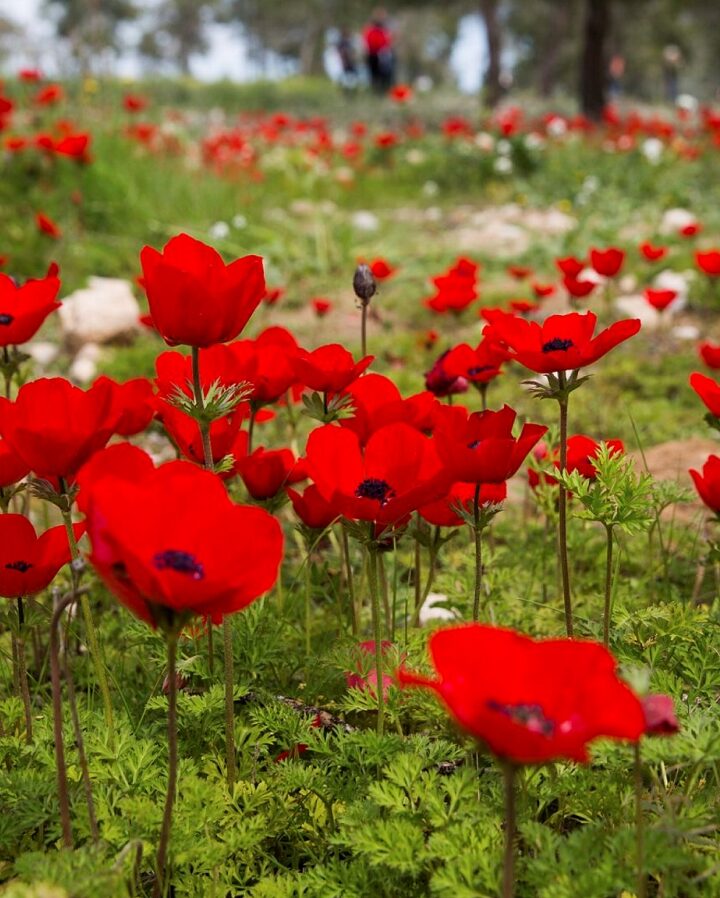 Anemones in southern Israel. Photo by Nati Shohat/Flash90