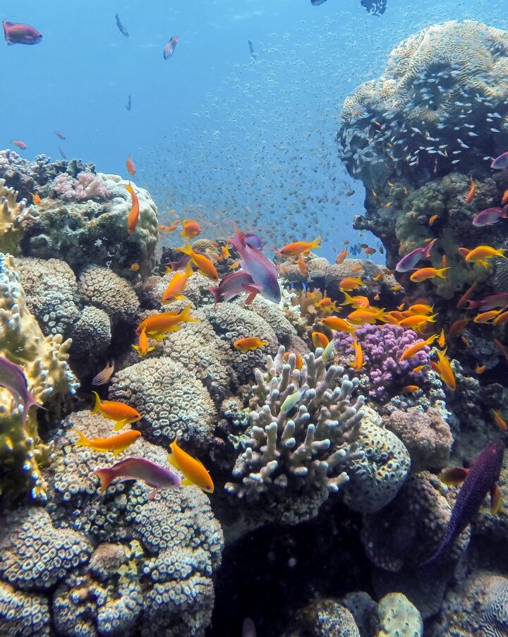 A coral reef in the Red Sea's Gulf of Aqaba. Photo by Yevgeni Chernishev via shutterstock.com