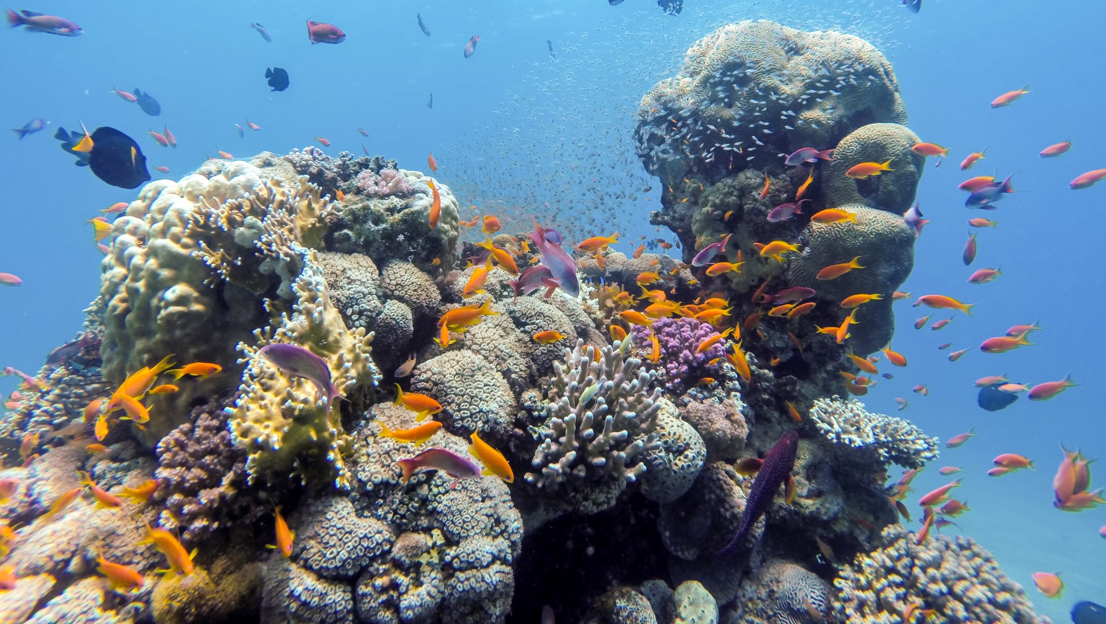 A coral reef in the Red Sea's Gulf of Aqaba. Photo by Yevgeni Chernishev via shutterstock.com