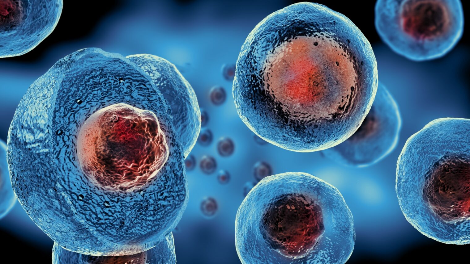 Embryonic stem cells. (Credit: Giovanni Cancemi via shutterstock.com)