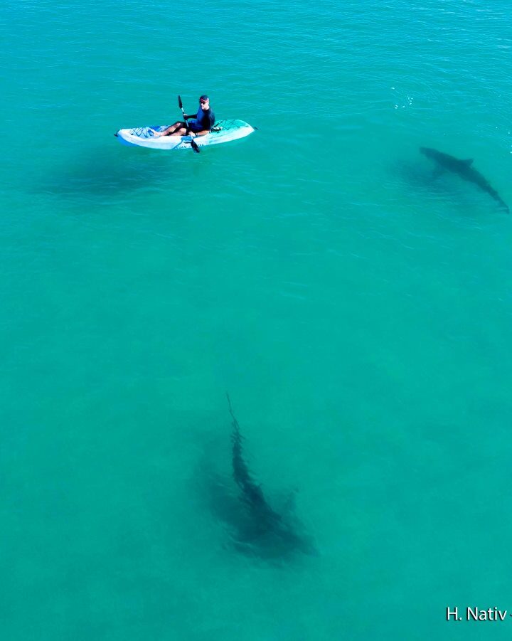 A researcher in a kayak studies sharks in the shallow waters near Hadera. Photo by Hagai Nativ/Morris Kahn Marine Research Station/University of Haifa