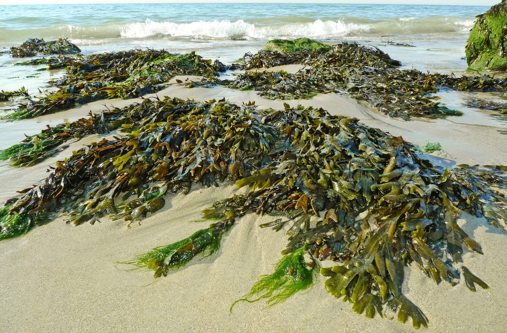 Seaweed could be the solution for the reduction of plastic waste and environmental hazards. Photo via shutterstock.com