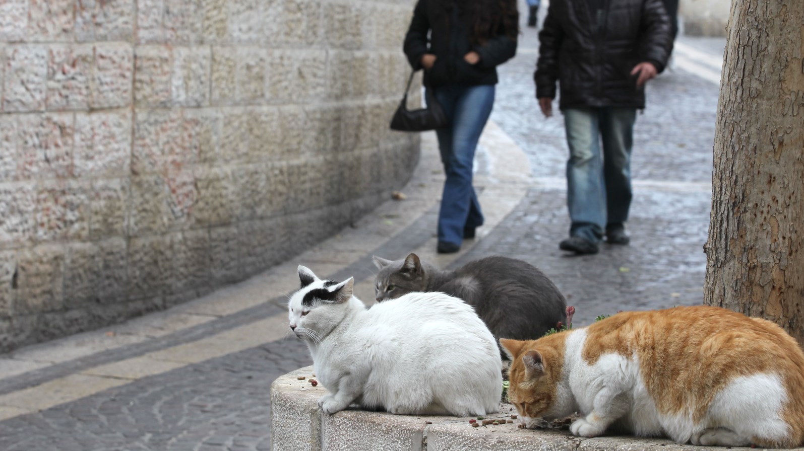 Photo of Jerusalem street cats by Nati Shohat/FLASH90