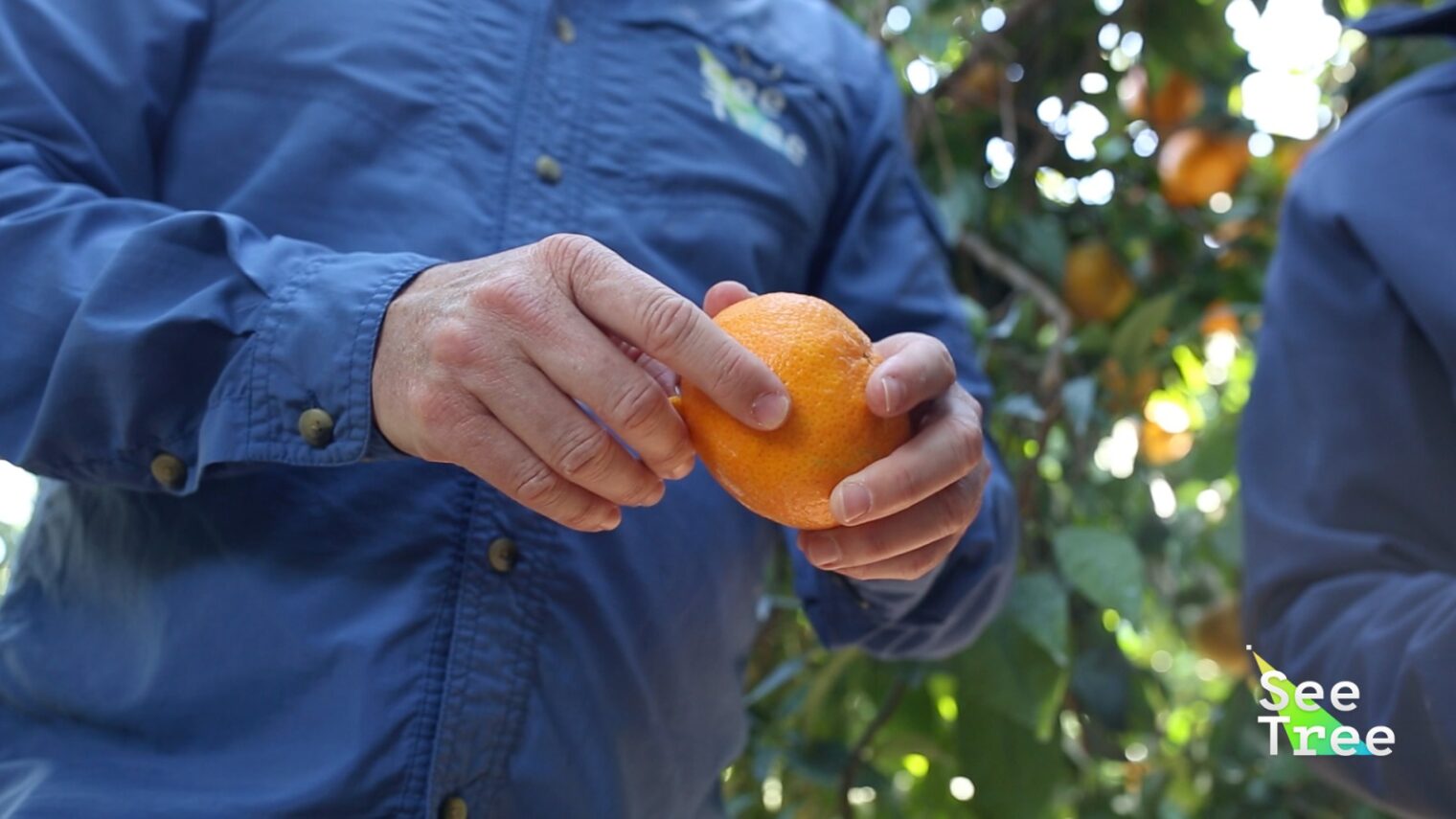 SeeTree CEO Israel Talpaz holding on orange. Photo: courtesy
