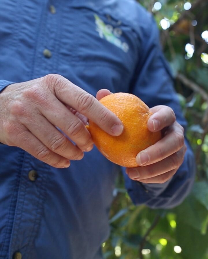SeeTree CEO Israel Talpaz holding on orange. Photo: courtesy