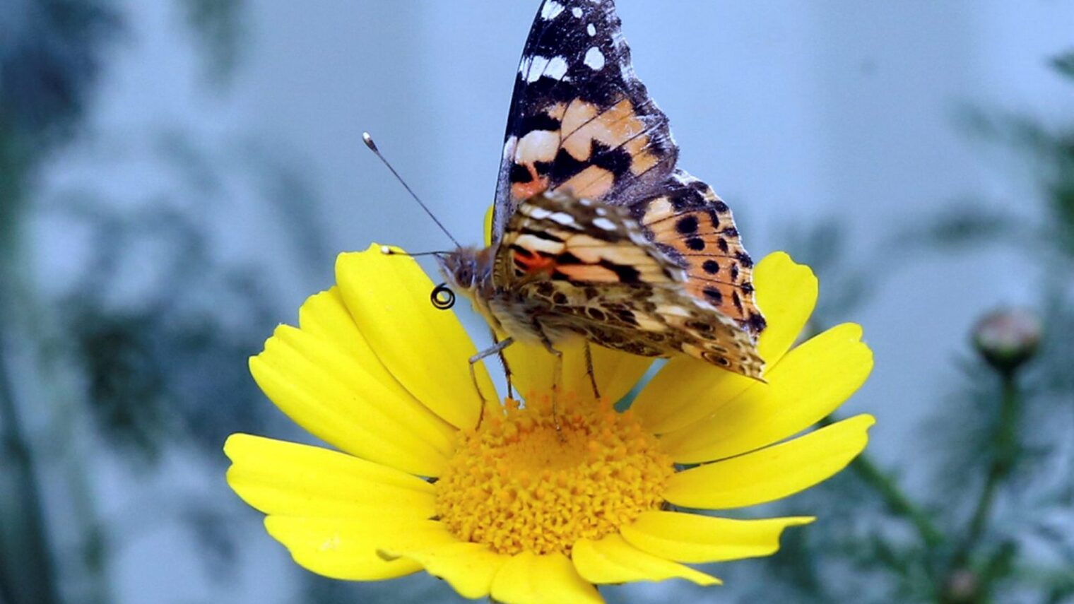 A painted lady butterfly sits on a flower in the Jezreel Valley in Israel, March 23 2019. Photo by Yossi Zamir/Flash90