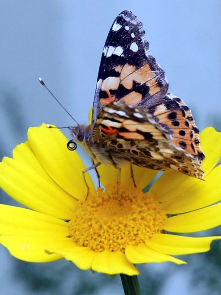 A painted lady butterfly sits on a flower in the Jezreel Valley in Israel, March 23 2019. Photo by Yossi Zamir/Flash90