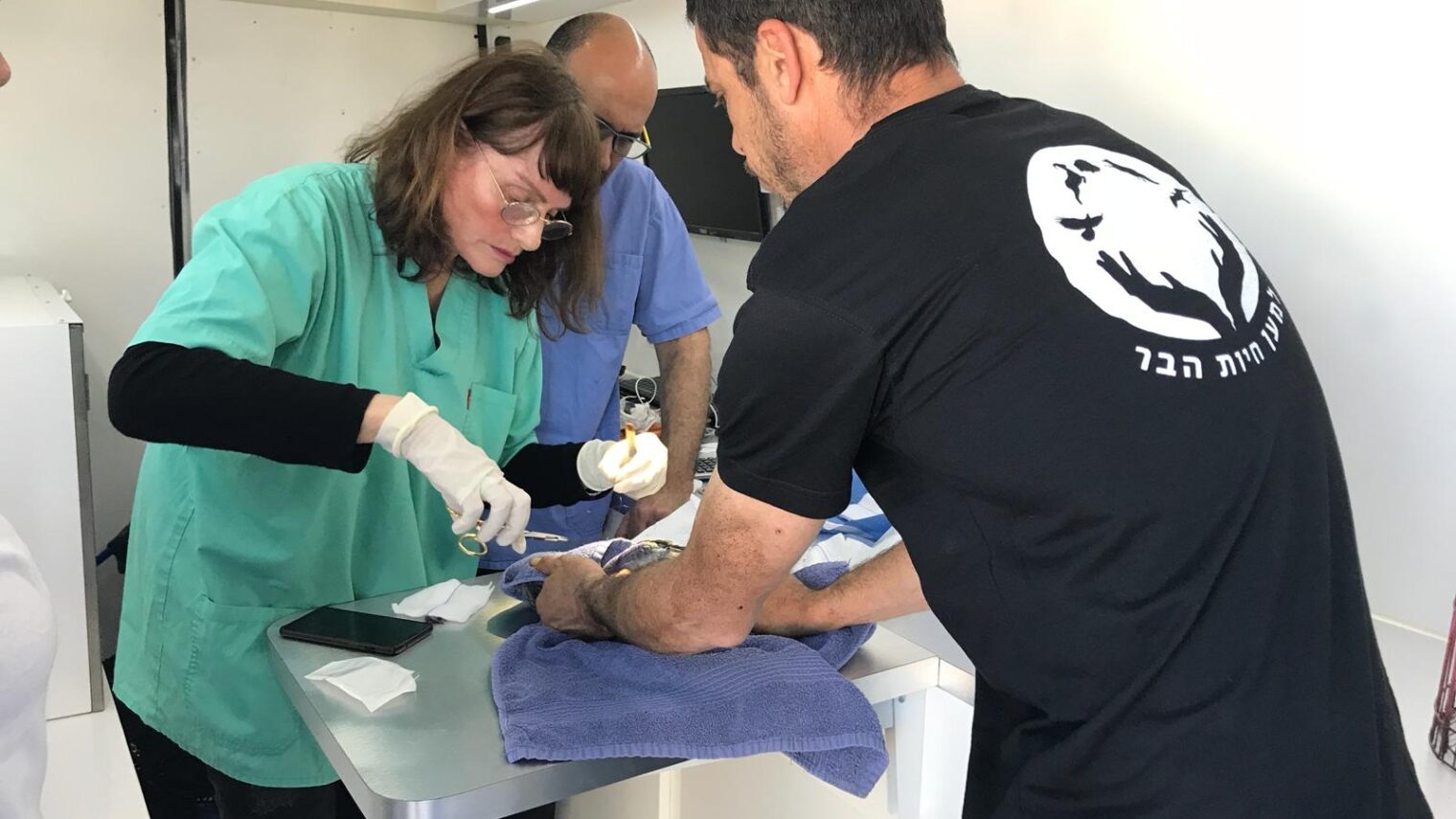 Dr. Shlomit Levy operating on an African Grey parrot from Gaza, inside a mobile clinic at the border crossing, assisted by Dr. Ofer Zadok and Avihu Sherwood from For the Wildlife. Photo courtesy of For the Wildlife