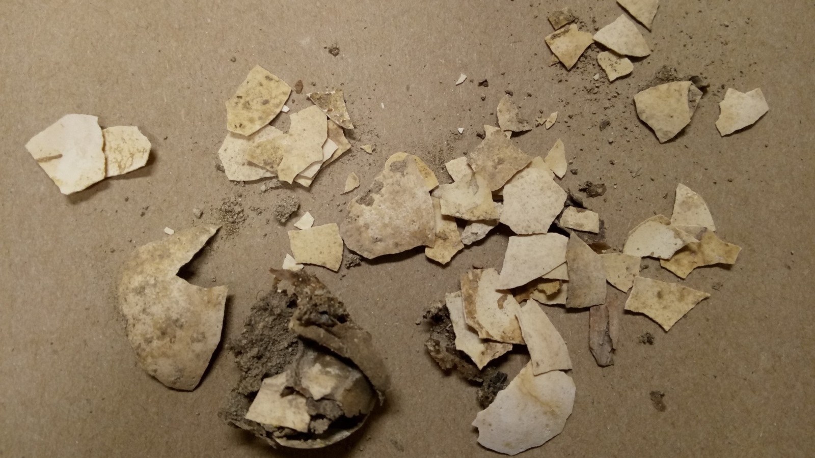 Chicken eggshell fragments unearthed in the City of David, Jerusalem, were reconstructed and analyzed. Photo courtesy of Bar-Ilan University