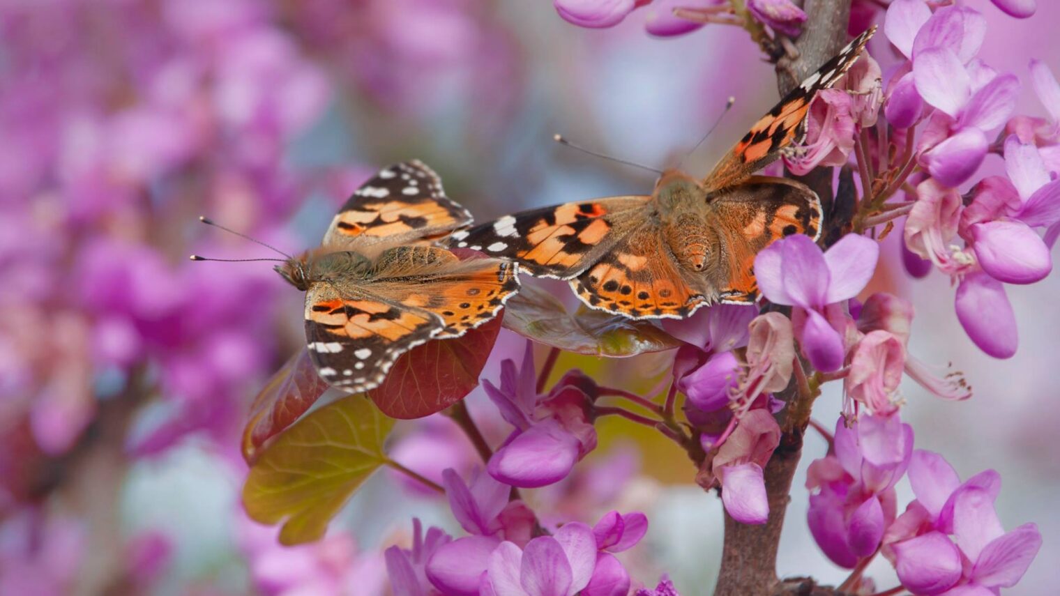 Painted Lady butterflies enjoying a flower snack. Photo by Dina Bersano
