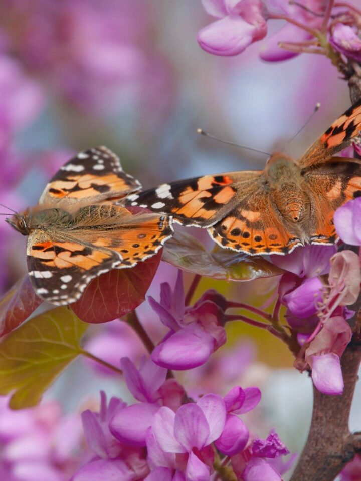 Painted Lady butterflies enjoying a flower snack. Photo by Dina Bersano