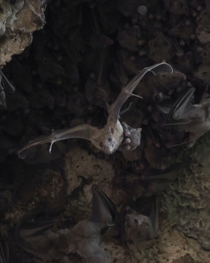 An Egyptian fruit bat mother leaving the cave with its pup. Photo by Sasha Danilovich