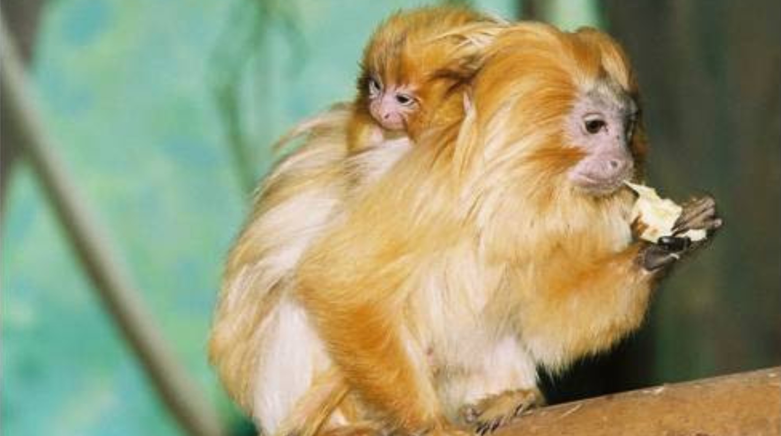 baby golden lion tamarin monkey