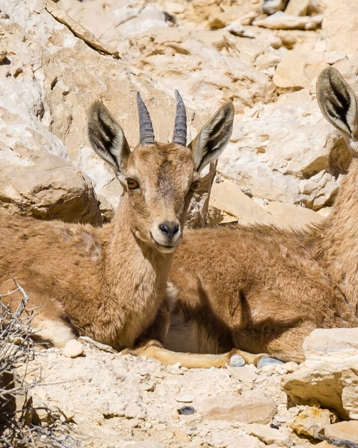 Nubian ibex resting in the Negev desert. Photo by Alon Yasovsky