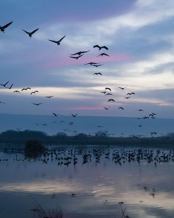 “Peaceful cranes flight,” a portrait of Eurasian cranes flying over the Agamon-Hula Lake in northern Israel, taken early in the morning during migration season. Photo by Alon Yasovsky