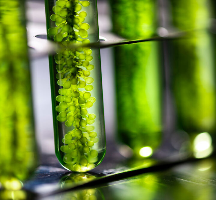 Algae research in a laboratory. Image via Shutterstock.com