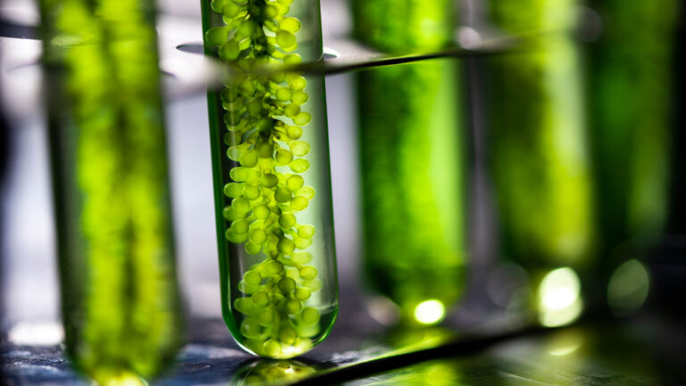 Algae research in a laboratory. Image via Shutterstock.com