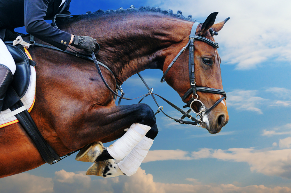 Israel is set to compete in the field of show jumping for the very first time in the 2020 Olympic Games. Photo by Pirita via Shutterstock.com