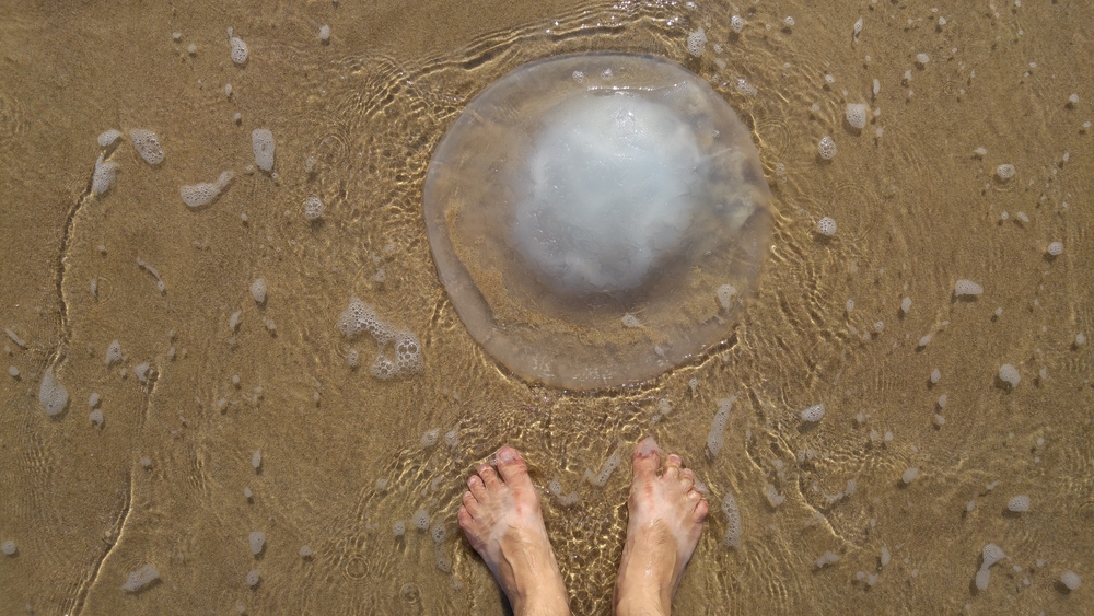 The beginning of summer vacation in Israel is also the height of jellyfish season. Photo by Roman Yanushevsky via Shutterstock.com