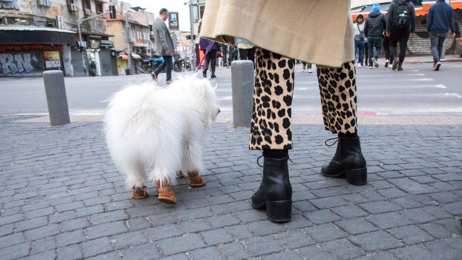 Boot-clad woman and dog in Tel Aviv. Photo by Evyatar Dayan