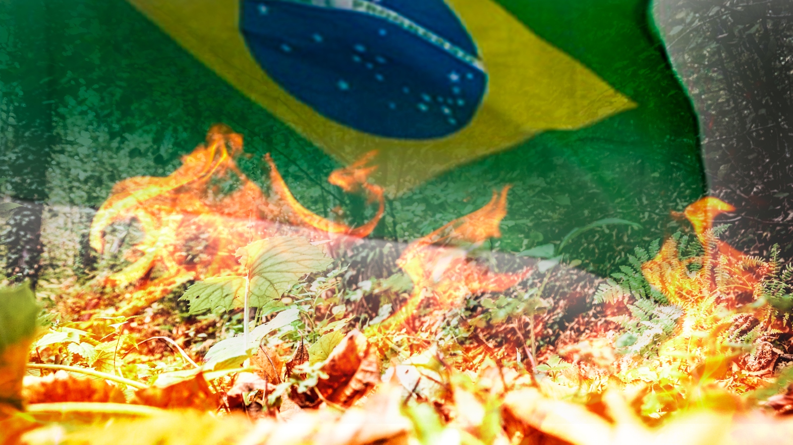 Raging tropical forest fire and the flag of Brazil. Image by Ivan Marc/Shutterstock.com