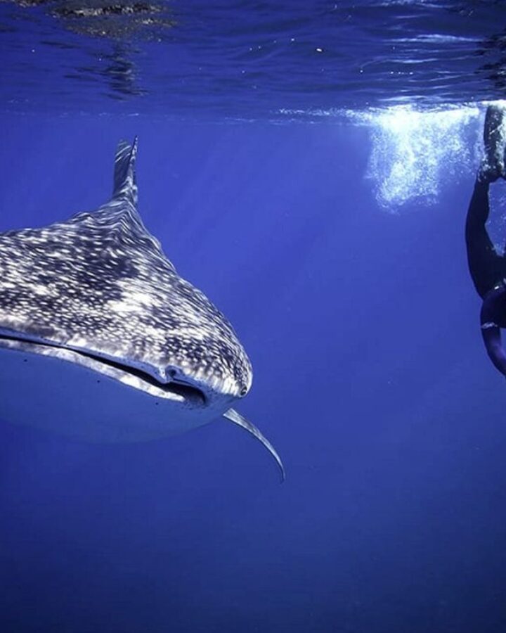 The whale shark swimming alongside a marine ranger for the Israel Nature and Parks Authority in the Gulf of Eilat, July 30, 2019. Israel Nature and Parks Authority