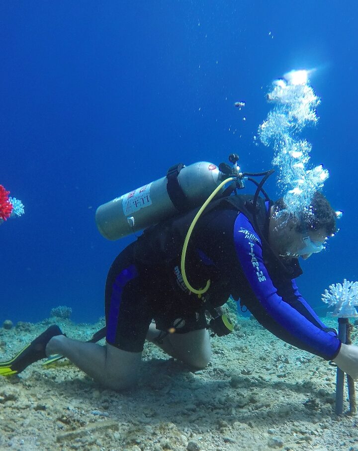 Israeli research divers implanting 3D-printed corals in the Red Sea. Photo by Jenny Tynyakov