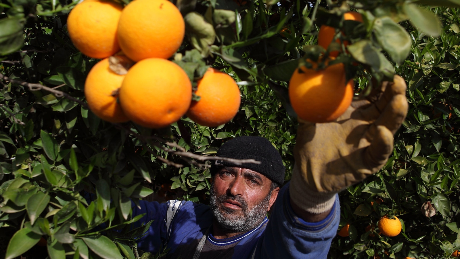 An Israeli fruit orchard. Photo by Yaakov Naumi/Flash90