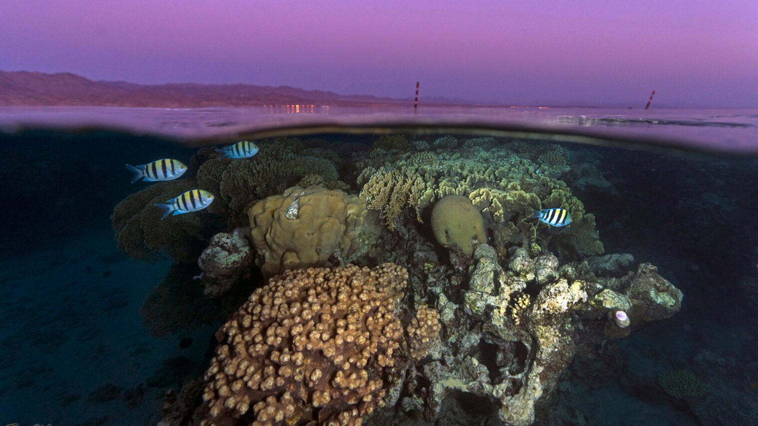 A coral reef at night in the Gulf of Eilat. Photo by Tom Shlesinger