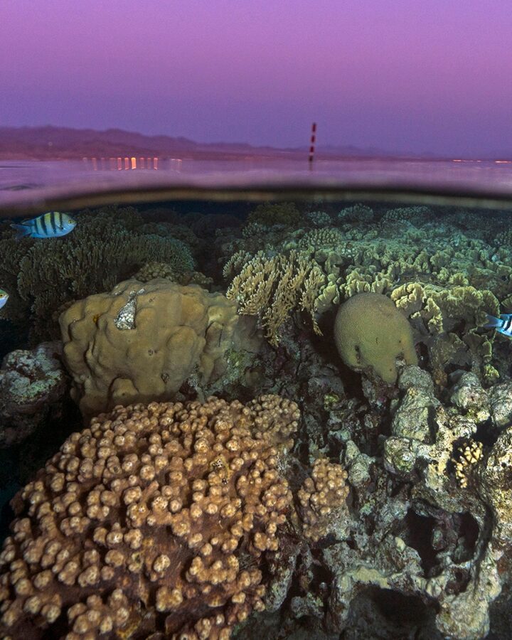 A coral reef at night in the Gulf of Eilat. Photo by Tom Shlesinger