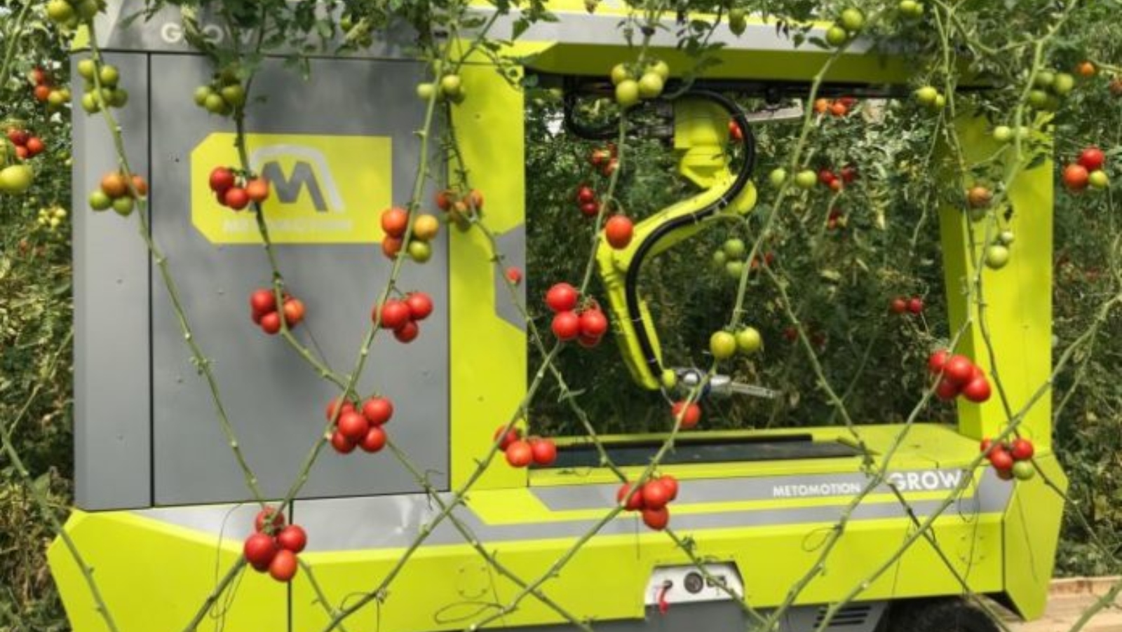 MetoMotion’s robotic tomato harvester. Photo courtesy of Trendlines