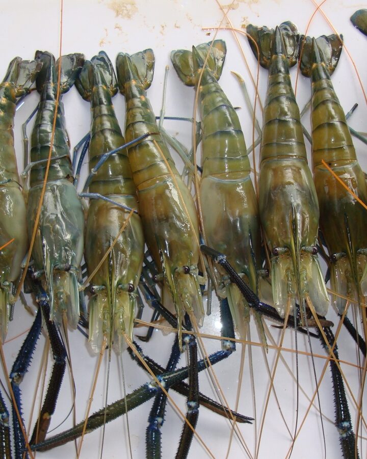 “Super shrimp” developed at Ben-Gurion University of the Negev. Photo by Dr. Eli Aflalo