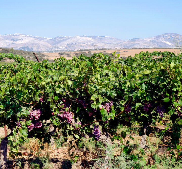 A vineyard in Lachish in Israel's Negev Desert. Photo via Shutterstock