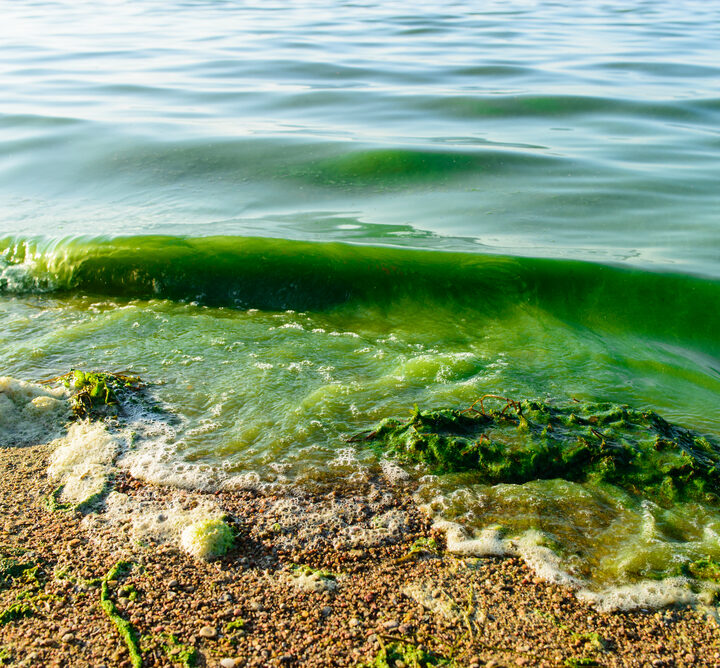An algae bloom. Photo via Shutterstock.com