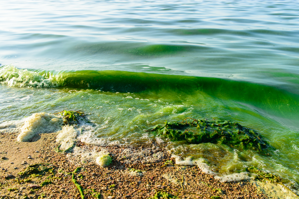 An algae bloom. Photo via Shutterstock.com