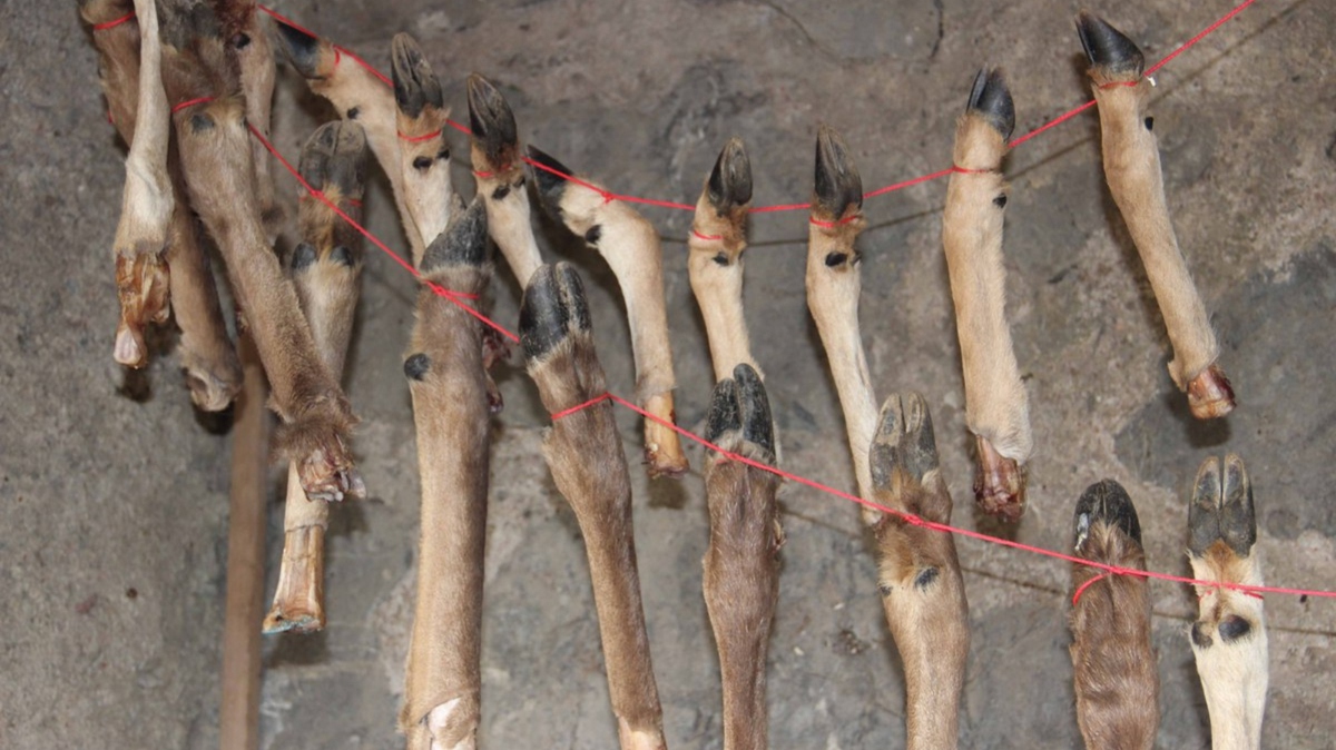 Deer leg bones stored during the Tel Aviv University experiment. Photo by Dr. Ruth Blasco