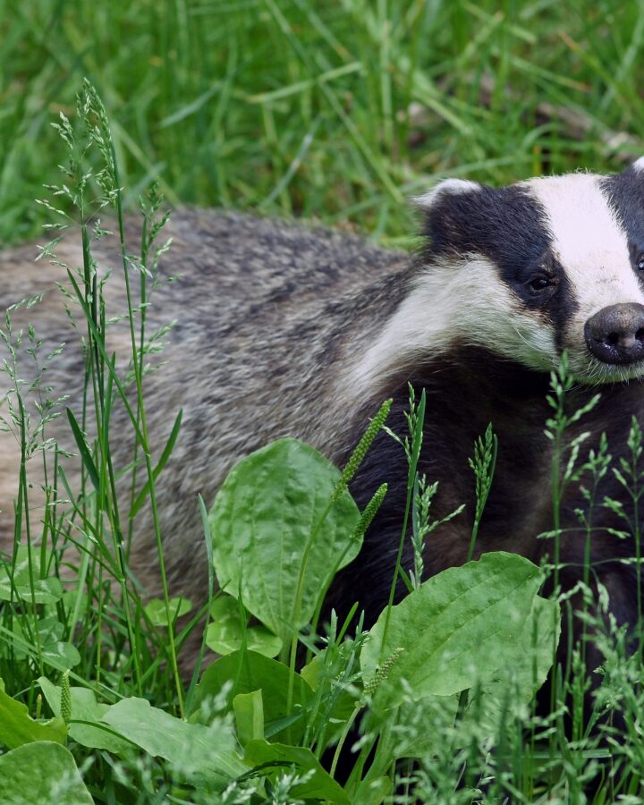 This kind of badger is typical to the Middle East. Photo by Kallernavia Wikipedia Commons