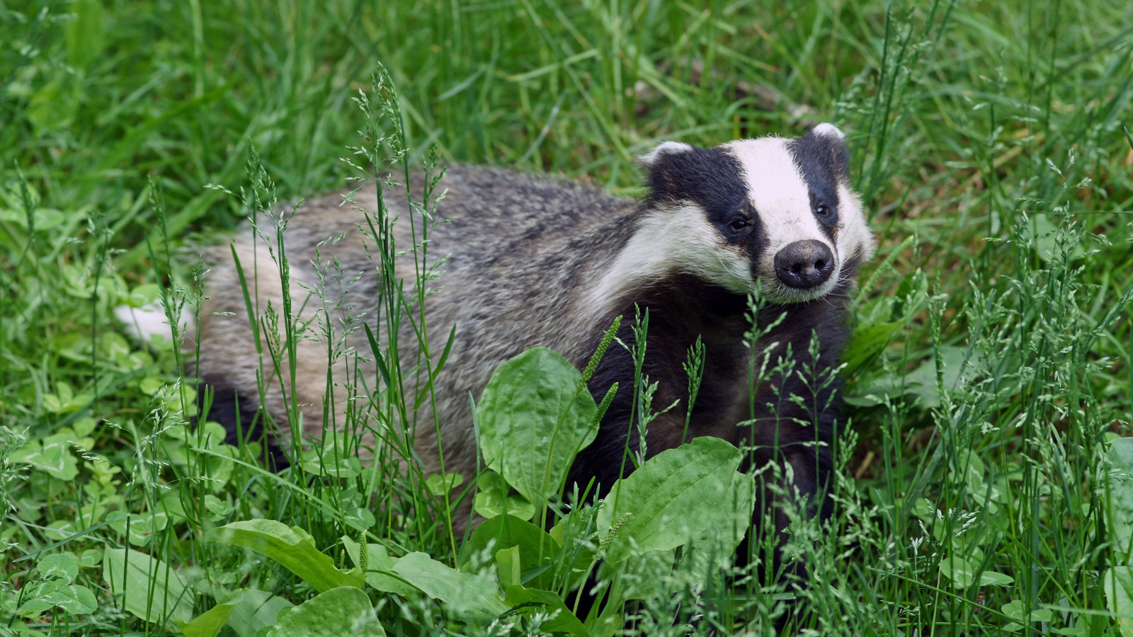 This kind of badger is typical to the Middle East. Photo by Kallernavia Wikipedia Commons