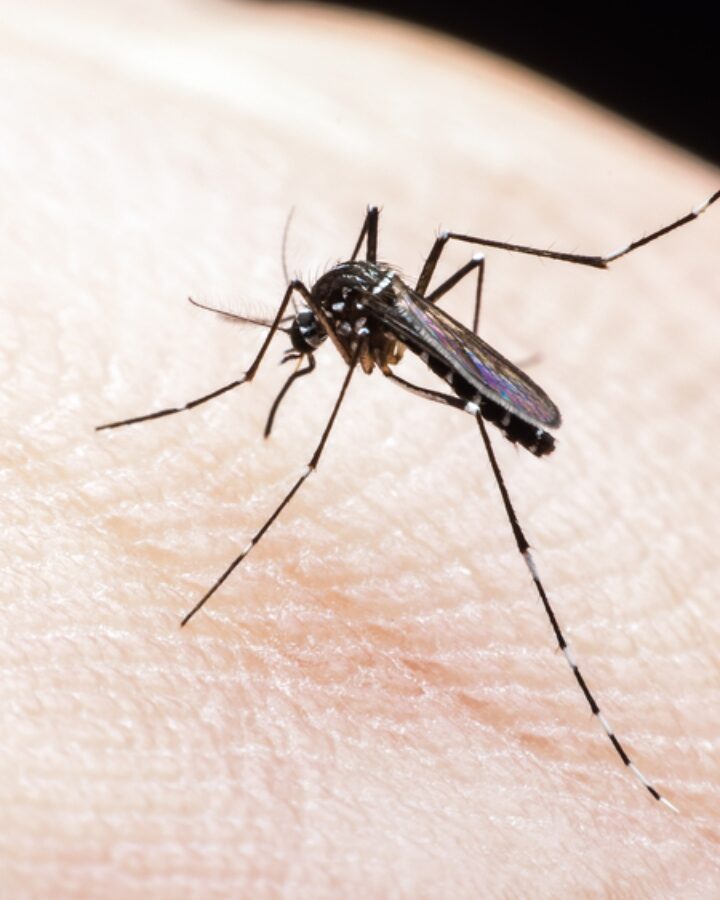 Mosquito photo by Fabio Berti via Shutterstock.com