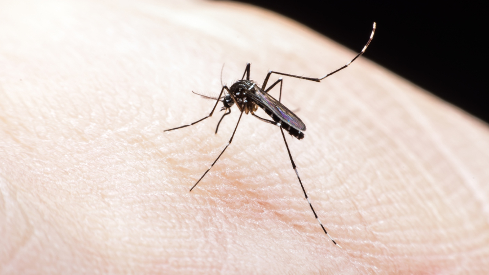 Israeli students find pesticide-free way to kill mosquitoes - ISRAEL21c