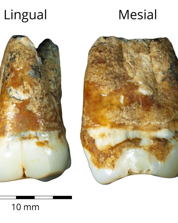 Upper and lower molars from Manot Cave, dated to 38,000 years ago. Photo by Dr. Rachel Sarig/TAU