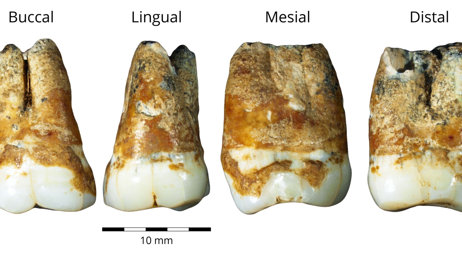 Upper and lower molars from Manot Cave, dated to 38,000 years ago. Photo by Dr. Rachel Sarig/TAU