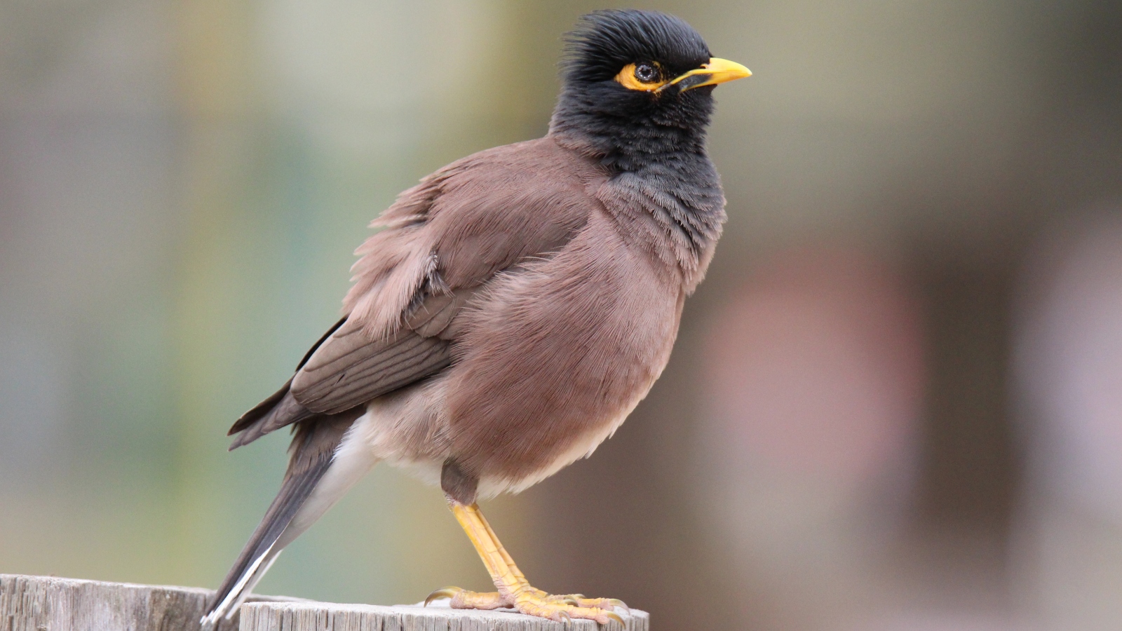 Invasive common myna (Acridotheres tristis). Photo by Ehud Fast